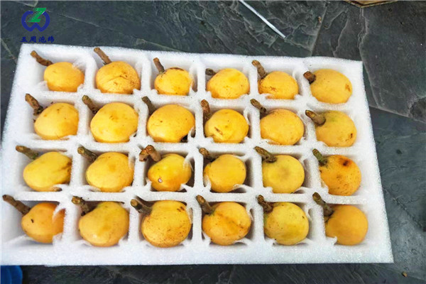 枇杷內(nèi)托 枇杷內(nèi)托